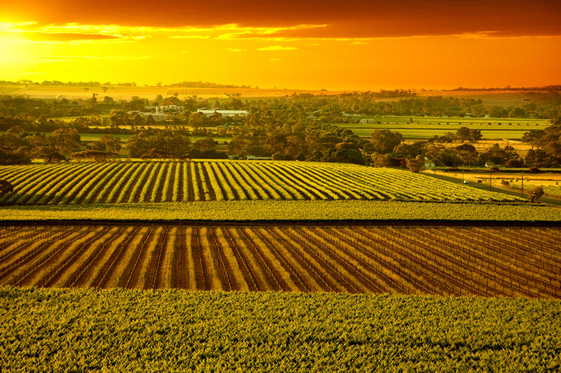 Image for Barossa Wine South Australia content section