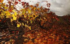 Elderton Autumn Vineyard Winery Image