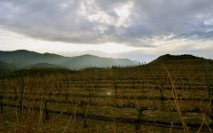 Field Recordings Single Vineyards Winery Image