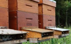 Champagne Bollinger Beehives Winery Image