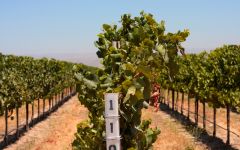 Field Recordings Multi-vineyard blends Winery Image