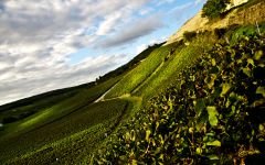 Champagne Bollinger Cotes Aux Enfants Estate Vineyard Winery Image