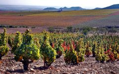 Palacios Remondo La Montesa Vineyard Winery Image