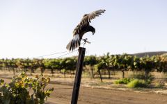 Wente Vineyards Certified Sustainable Vineyard & Winery Winery Image
