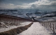 Gaja GAJA Vineyards in the Winter Winery Image