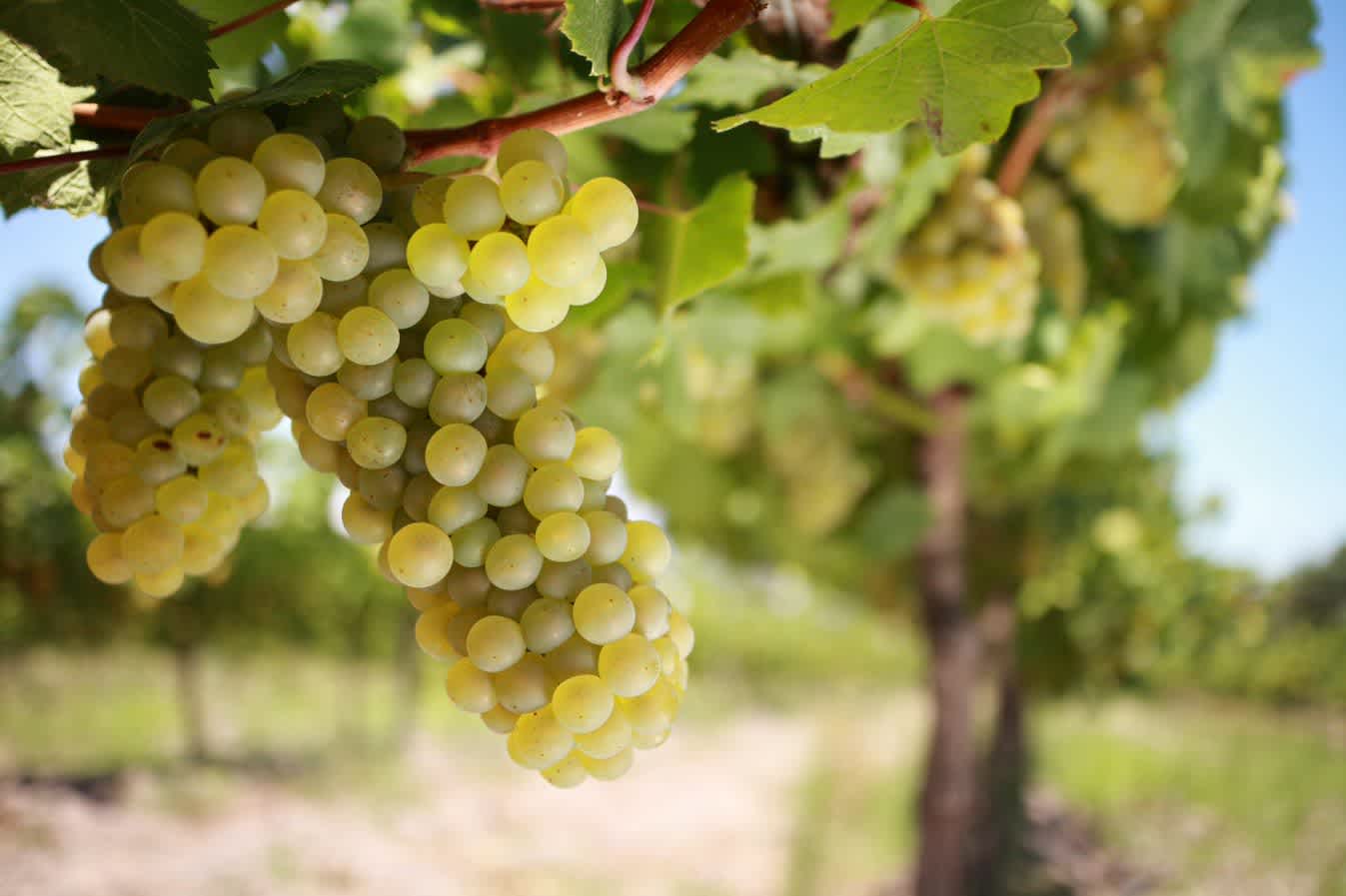 Image for Grenache Blanc content section