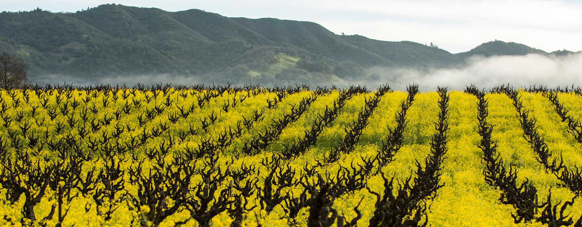 Image for California Wine U.S. content section