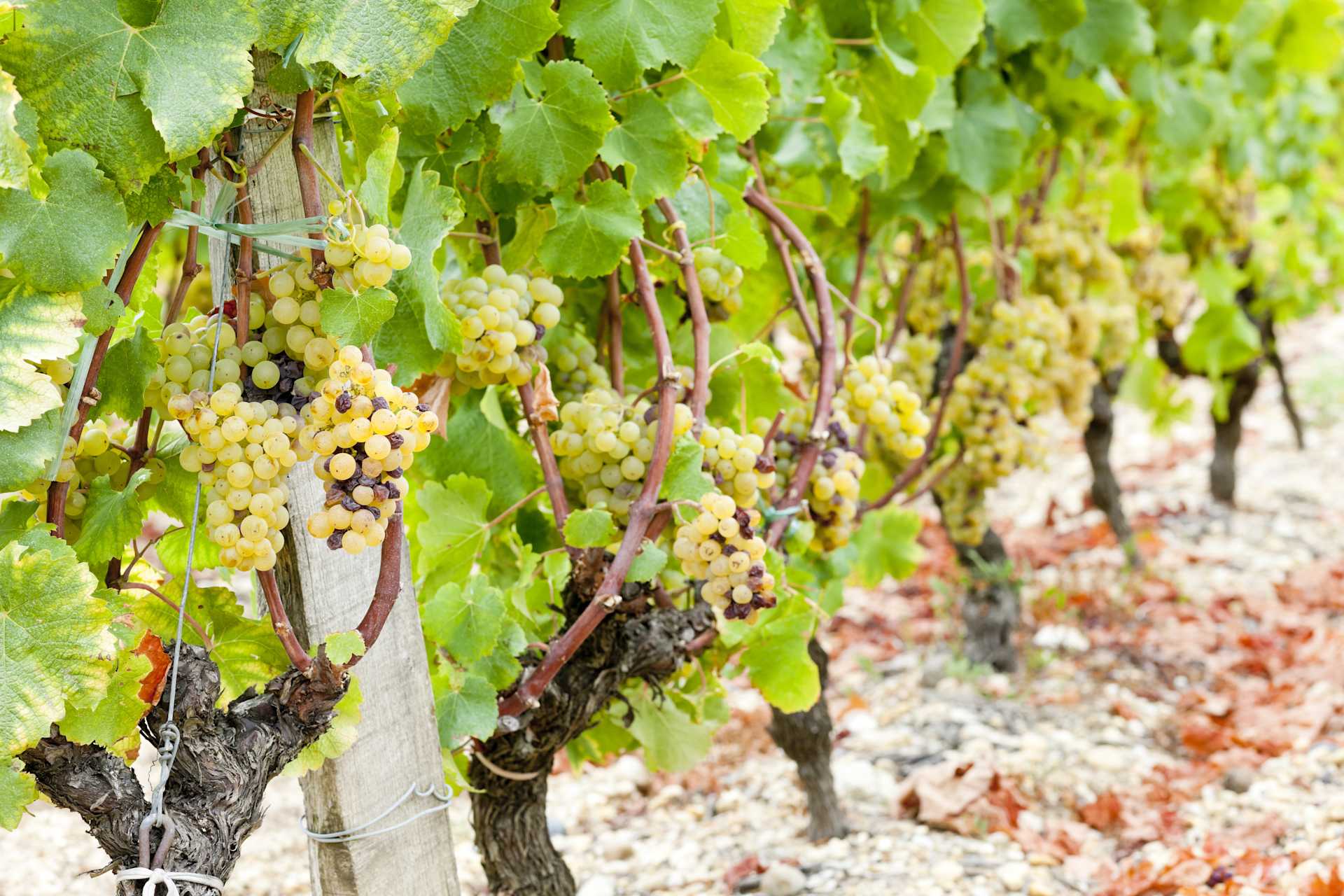 Image for Furmint content section