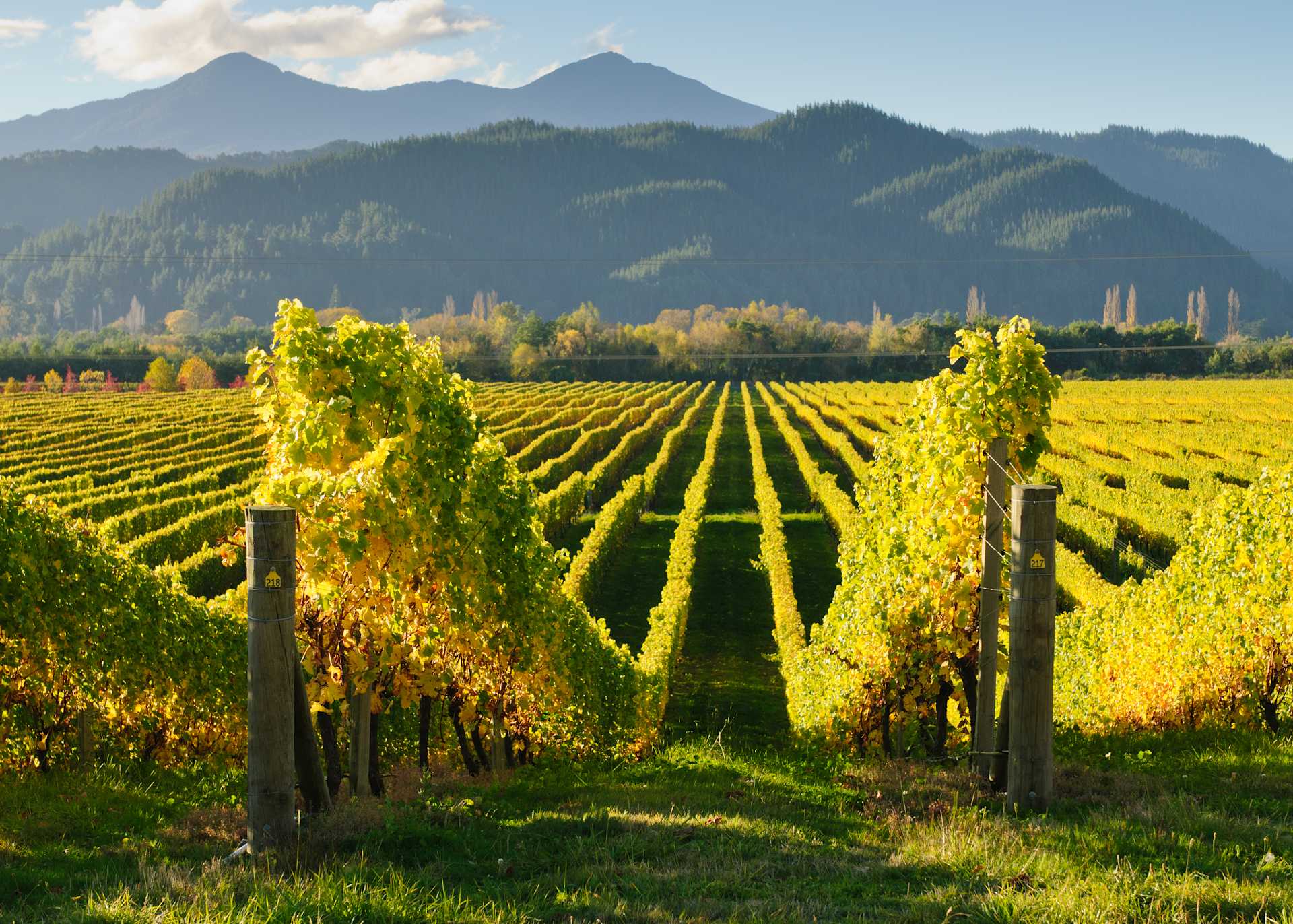 Image for New Zealand Sauvignon Blanc content section