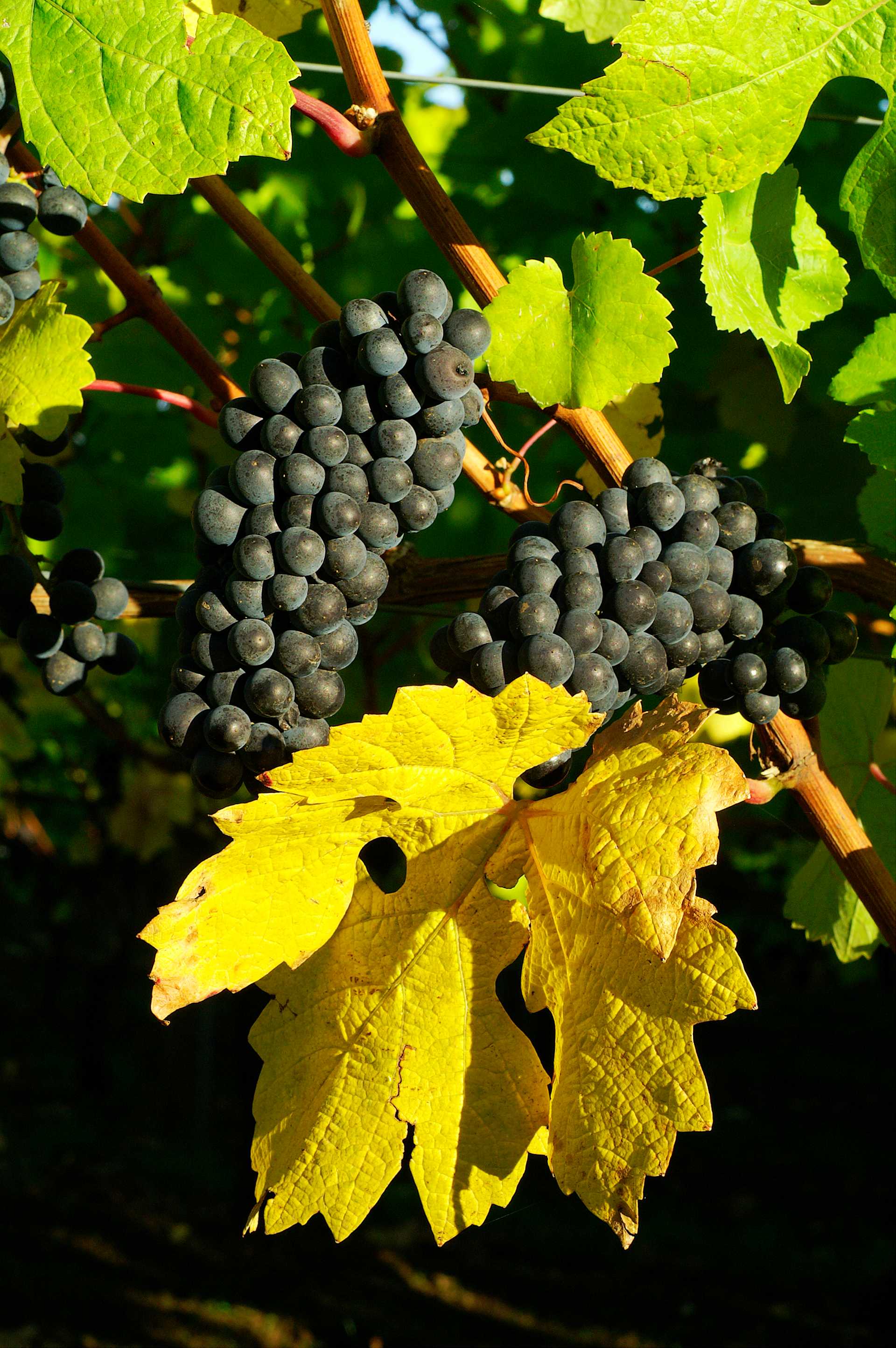 Image for Russian River Pinot Noir content section