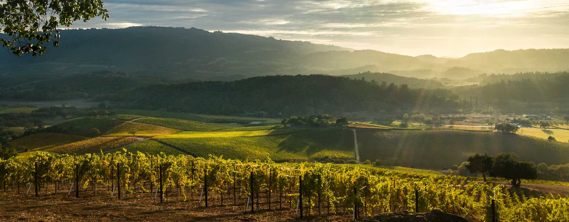 Image for Napa Valley Red Wine content section