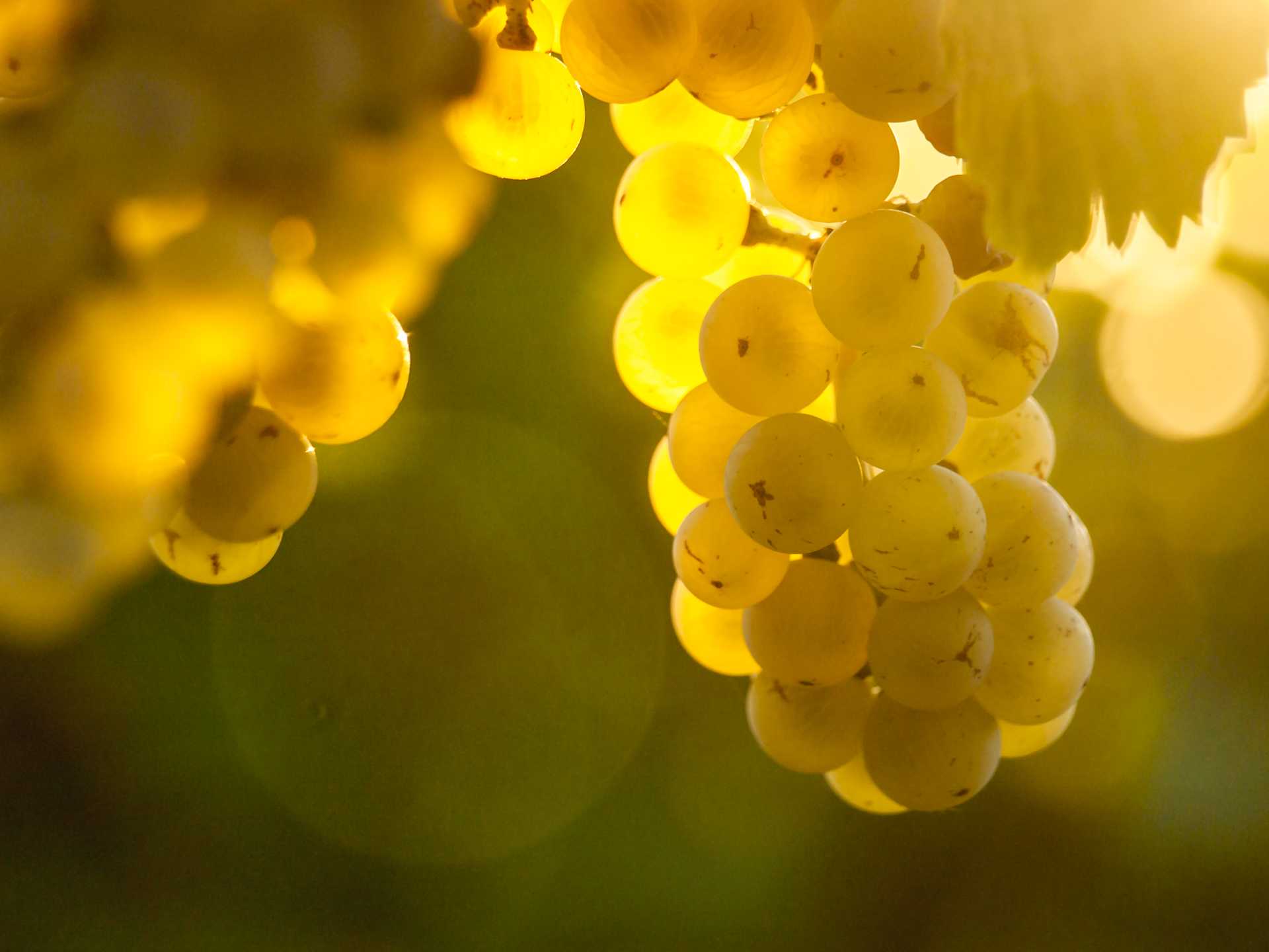 Image for Vermentino content section