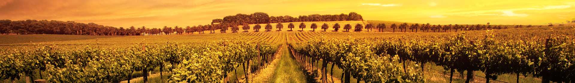 Image for Riverina Wine New South Wales, Australia content section