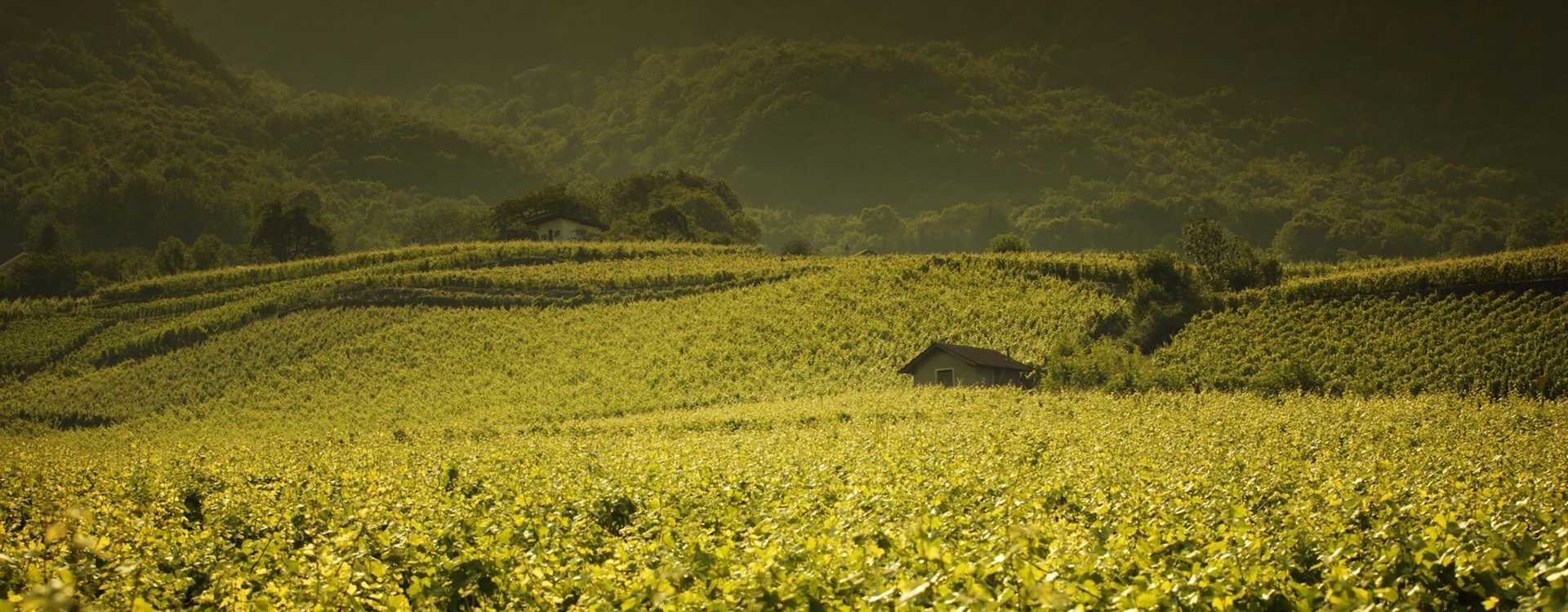 Image for Les Baux-de-Provence Wine Provence, France content section