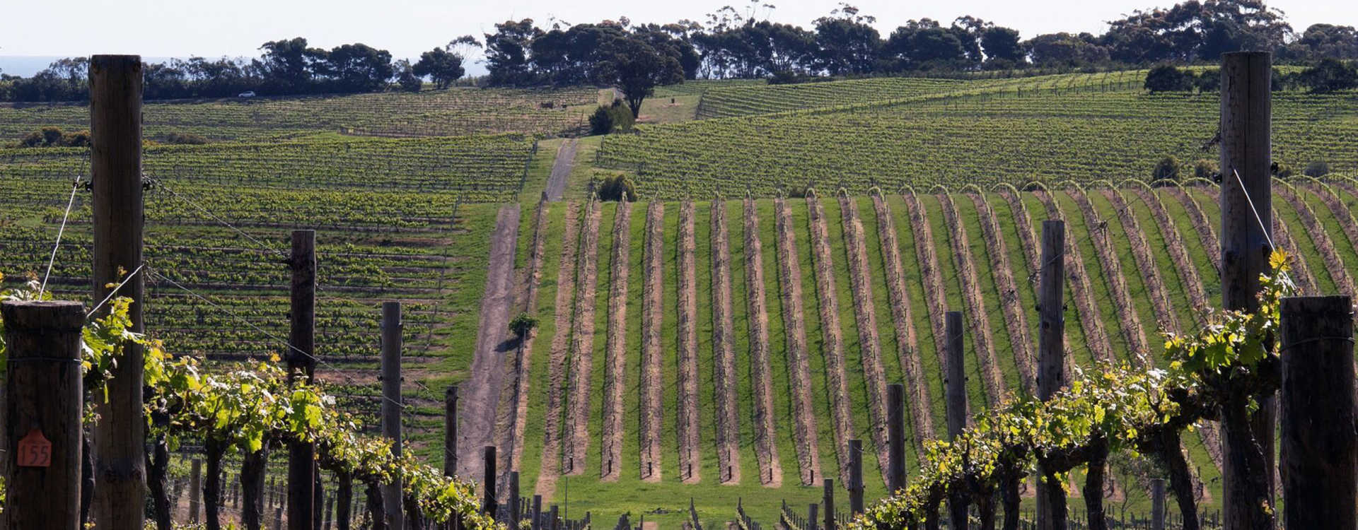 Image for Eden Valley Wine Barossa, Australia content section