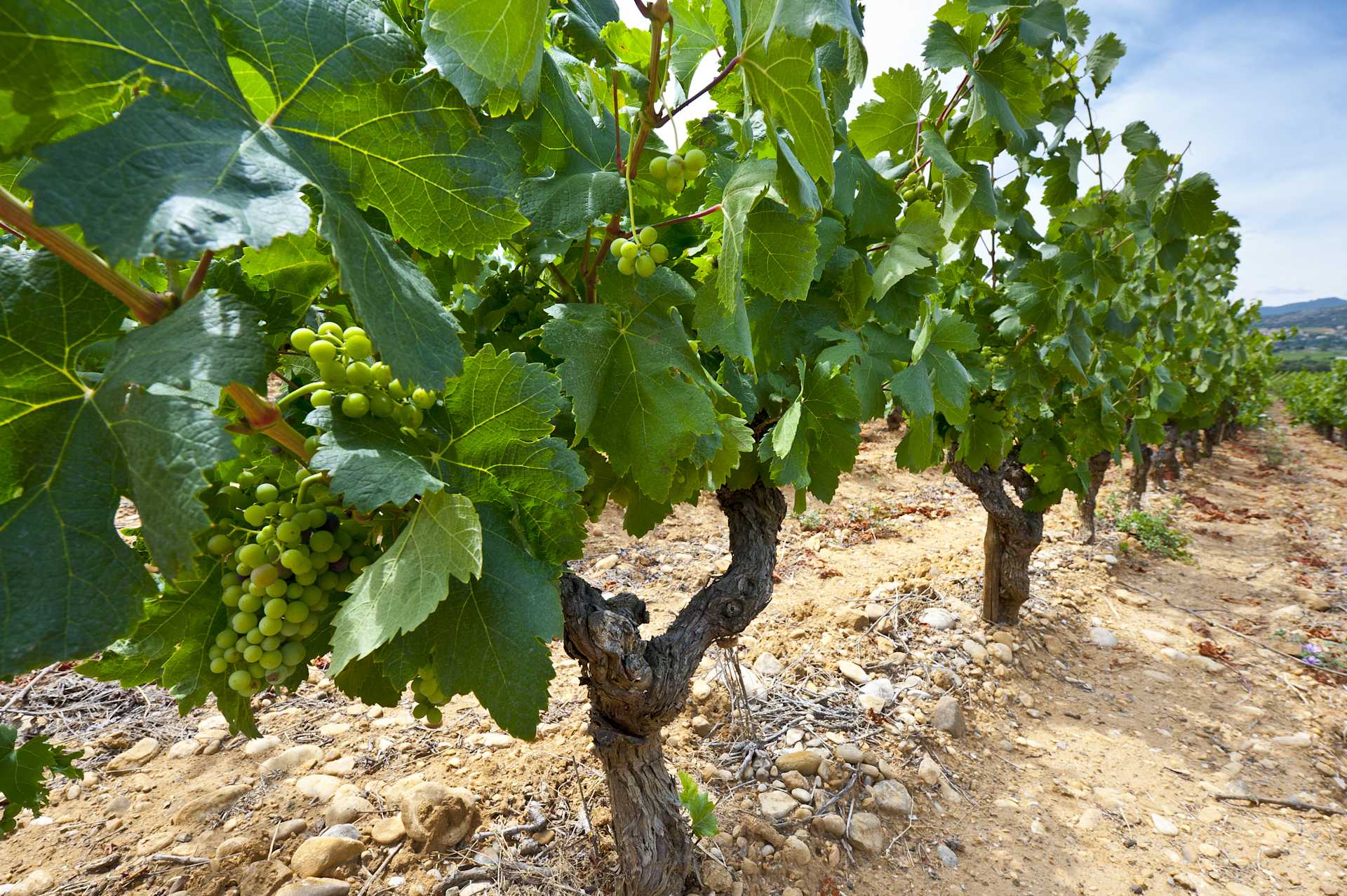 Image for Marsanne content section