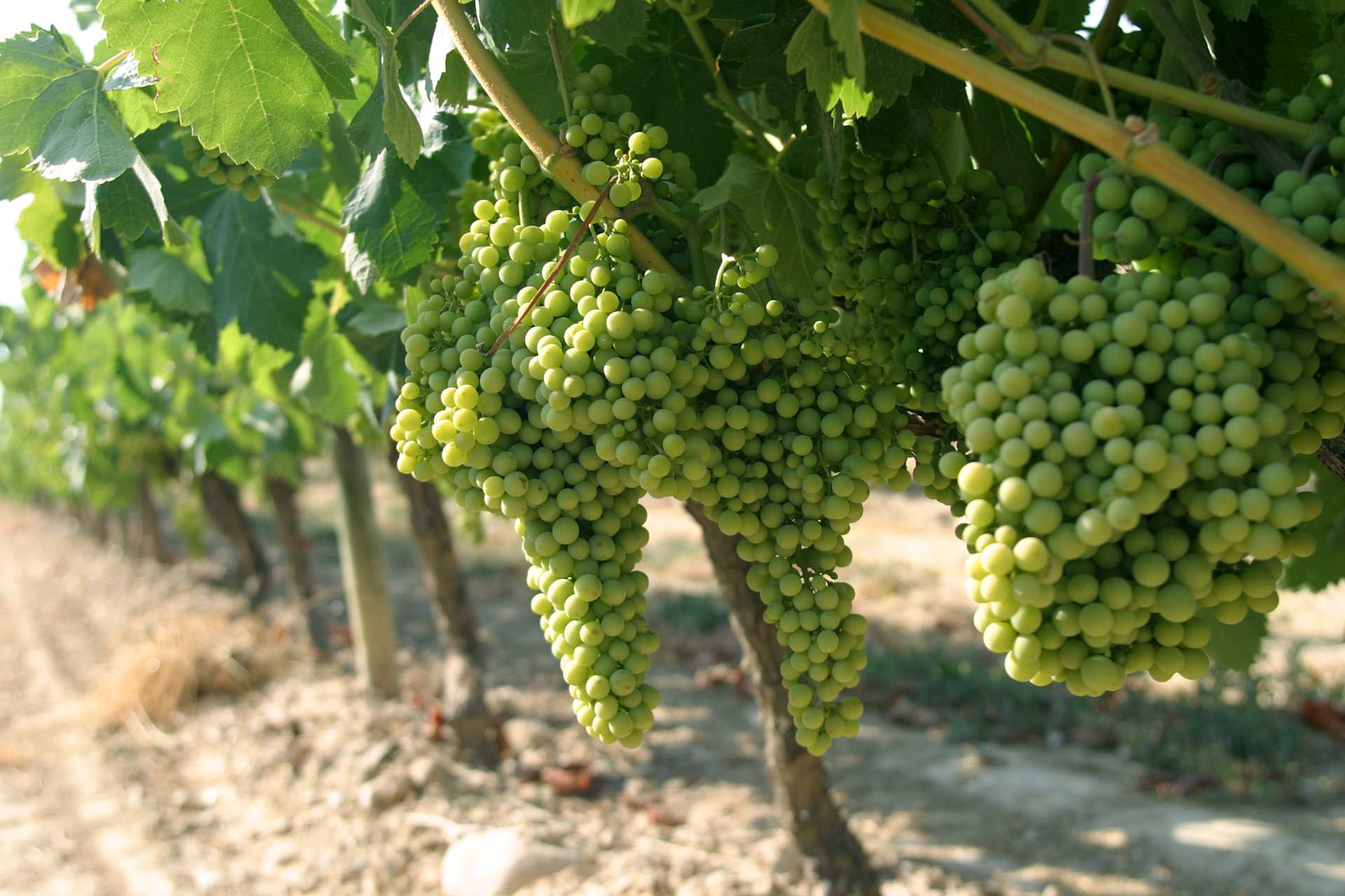 Image for Torrontes content section