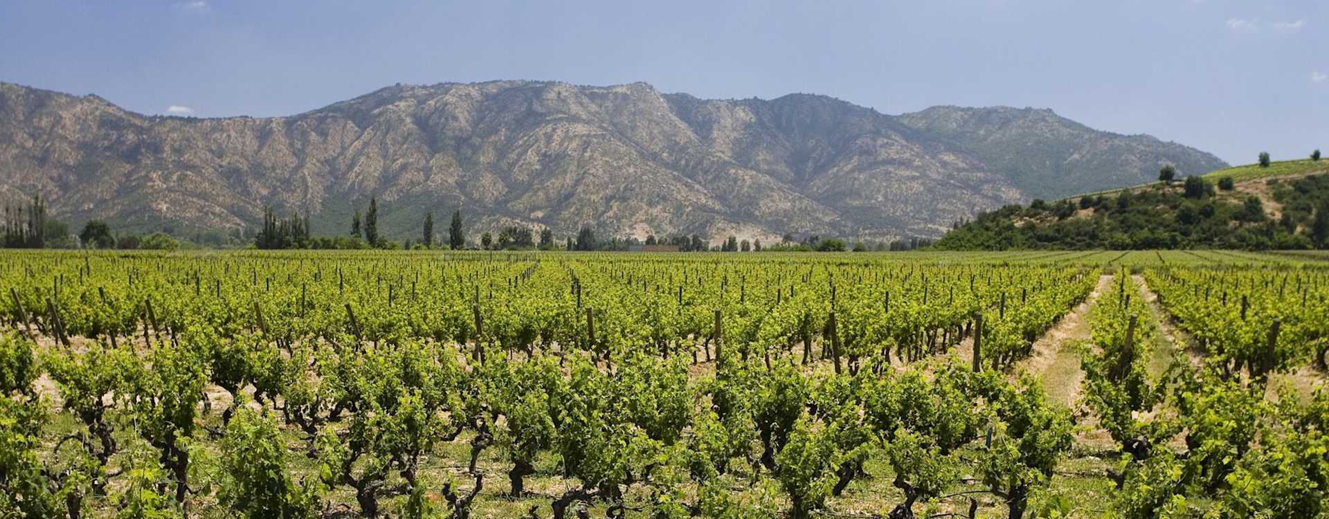 Image for Maipo Valley Wine Chile content section