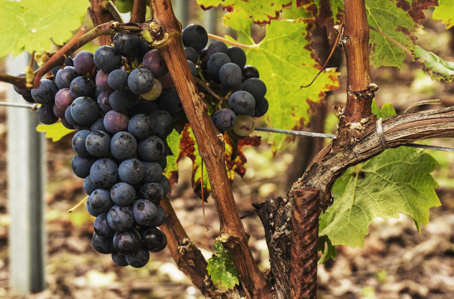 Image for Grenache Wine content section