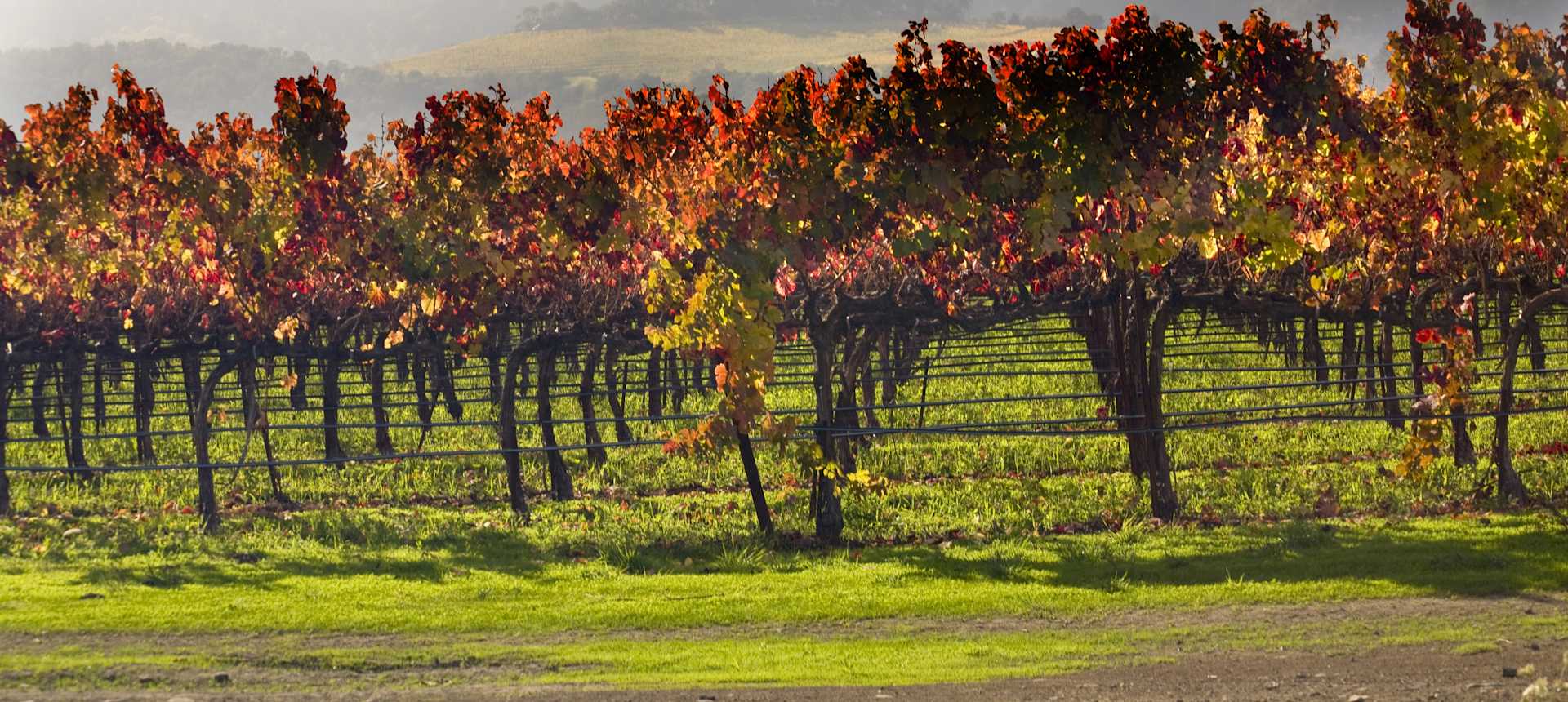 Bodegas de Santo Tomas