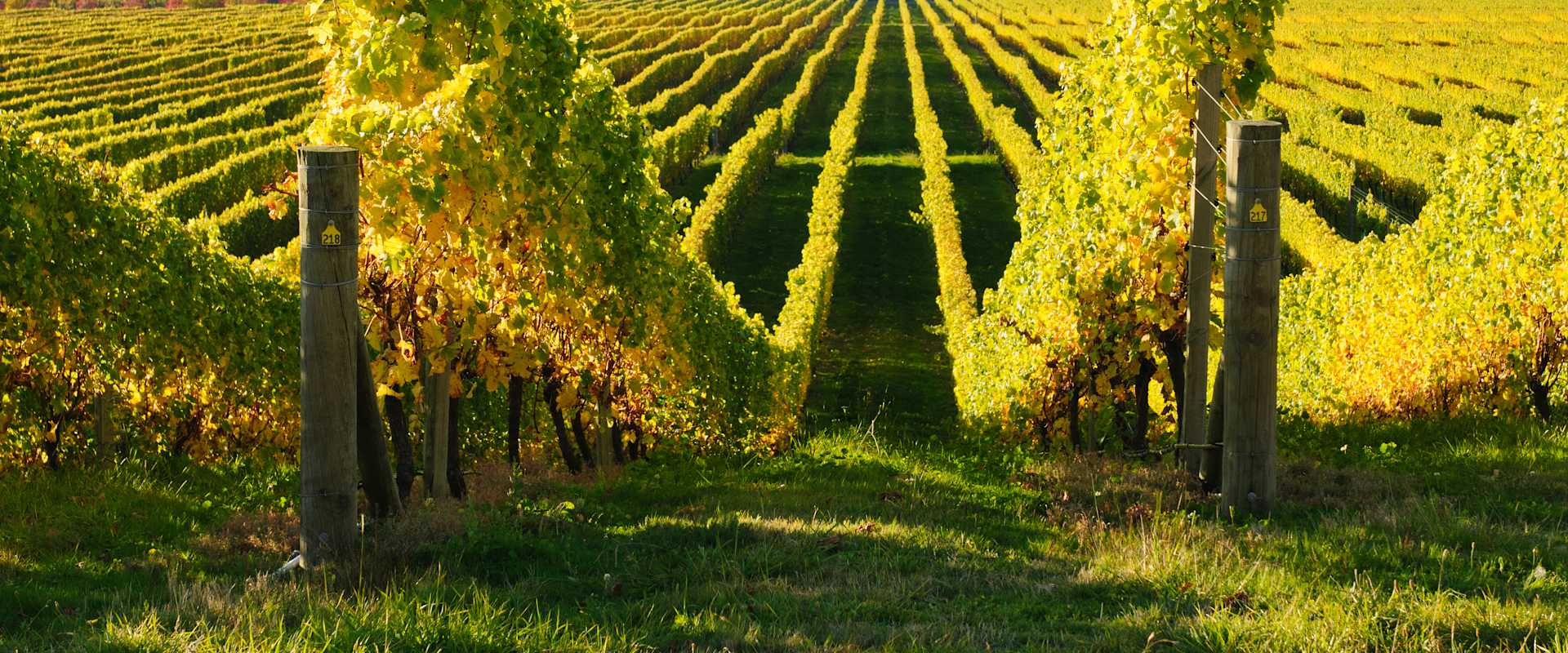 veuve clicquot vineyard