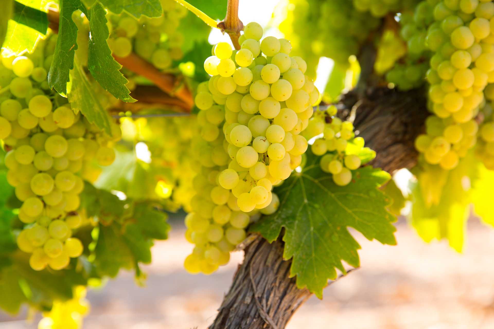 Image for Assyrtiko content section