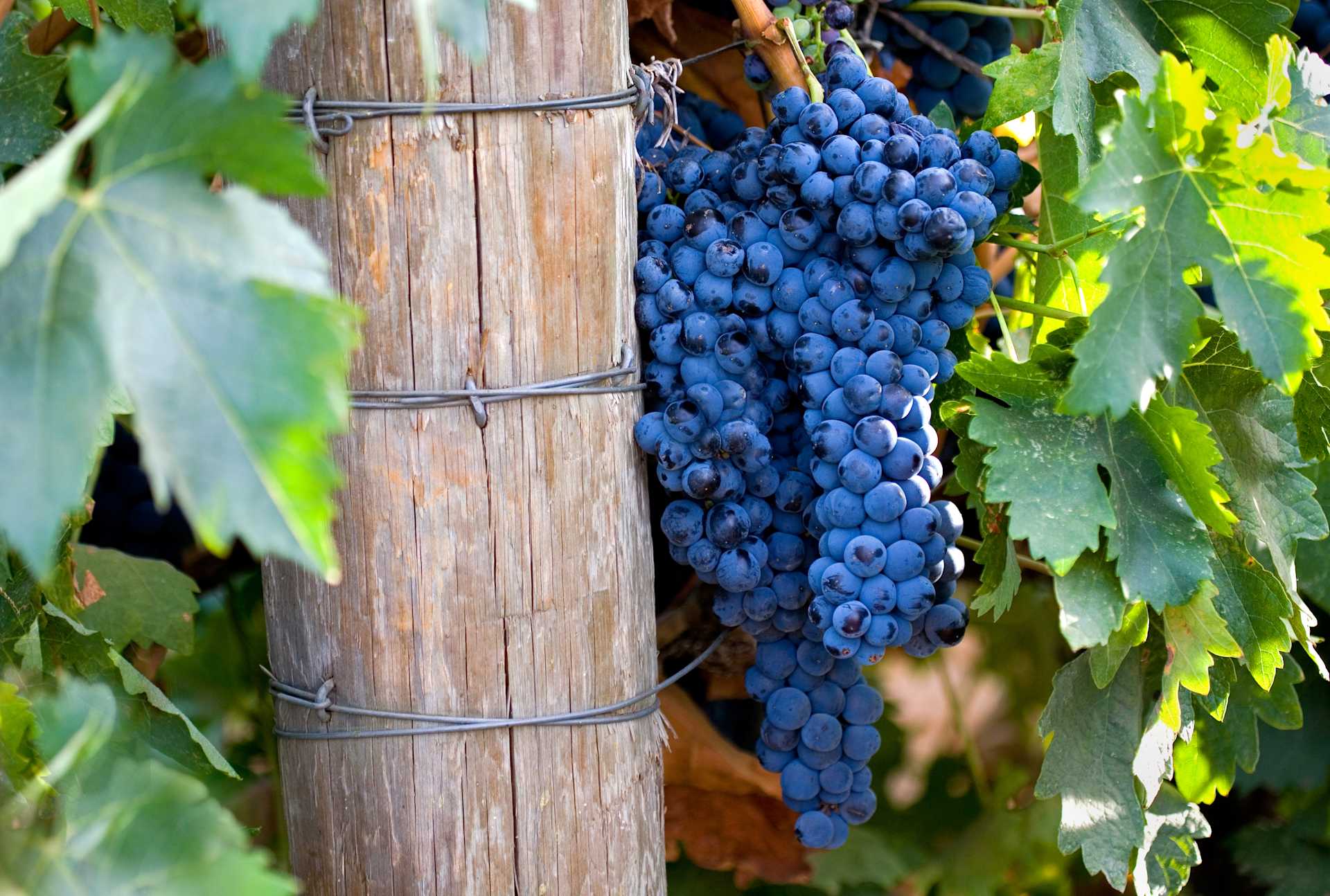 Image for Cabernet Franc Wine content section