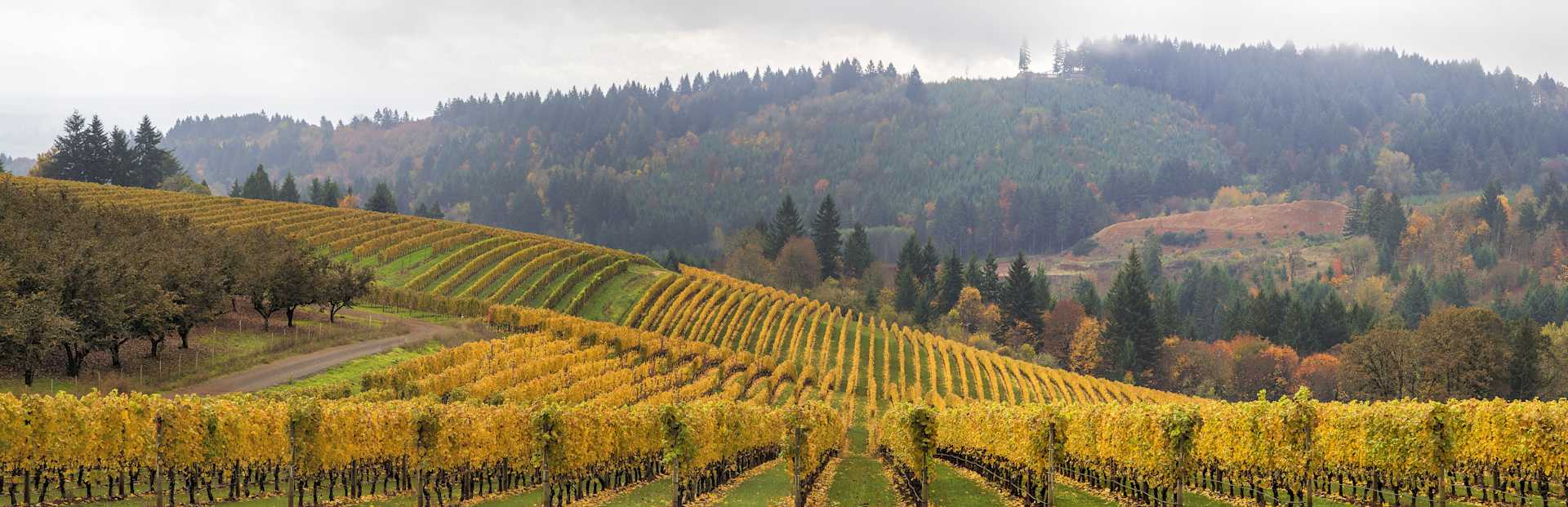 Image for Dundee Hills Wine Willamette Valley, Oregon content section