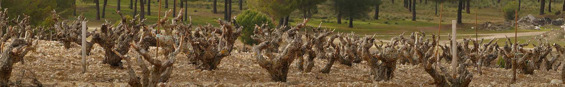 Image for Ribera del Duero Wine Spain content section