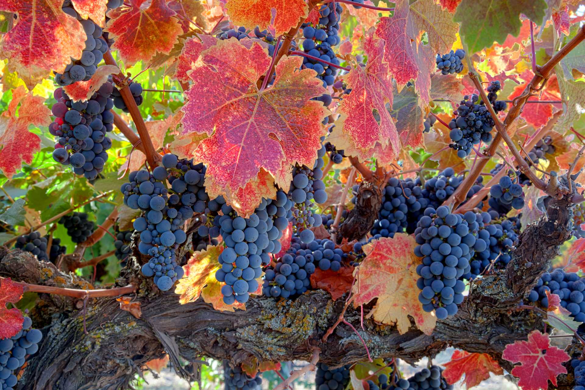 Image for California Red Wine content section