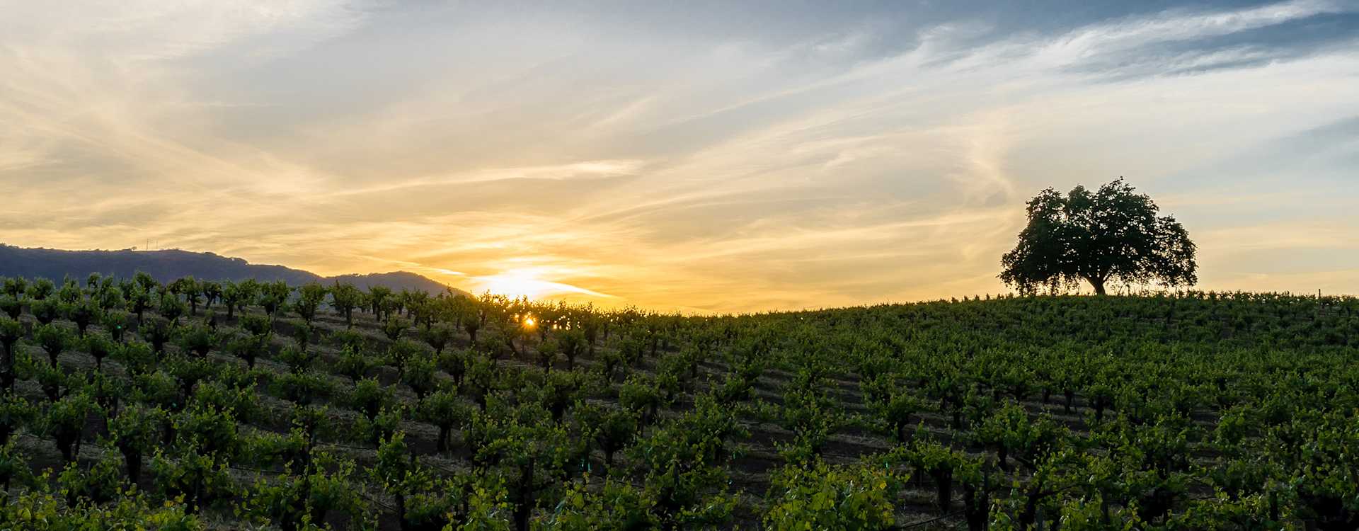 Image for Sonoma Coast Pinot Noir content section