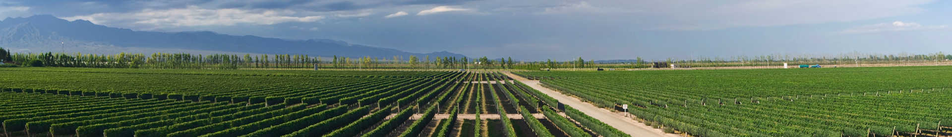 Image for Mendoza Wine Argentina content section