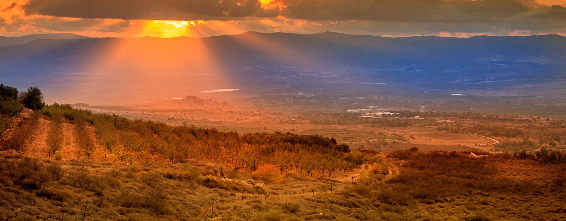 Image for Armenian Wine content section