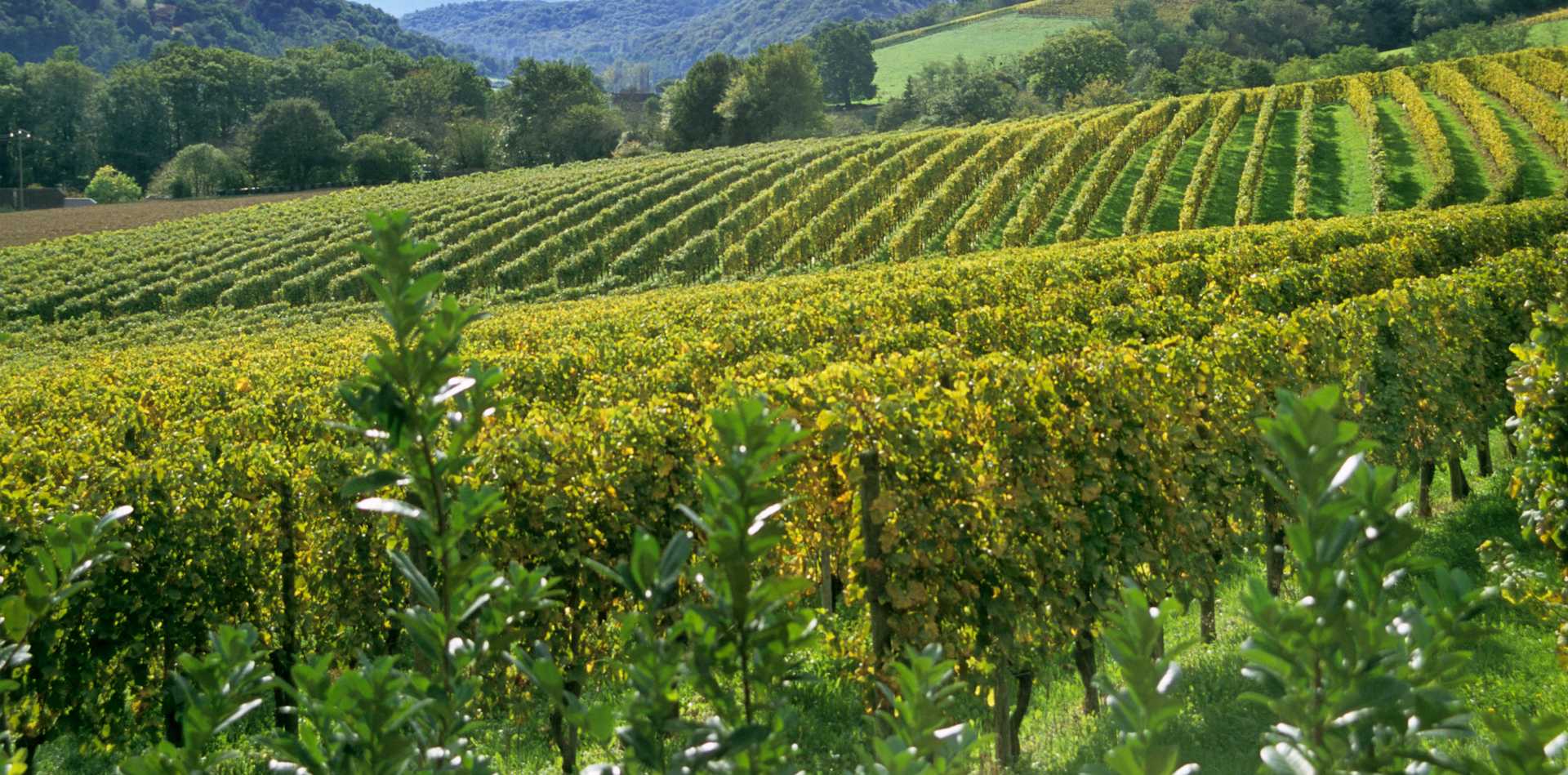 Chateau de Beaucastel