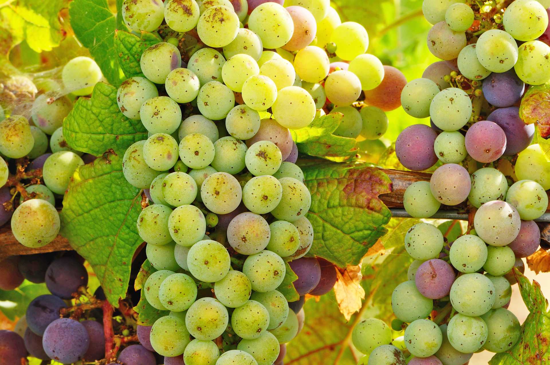 Image for Trebbiano content section