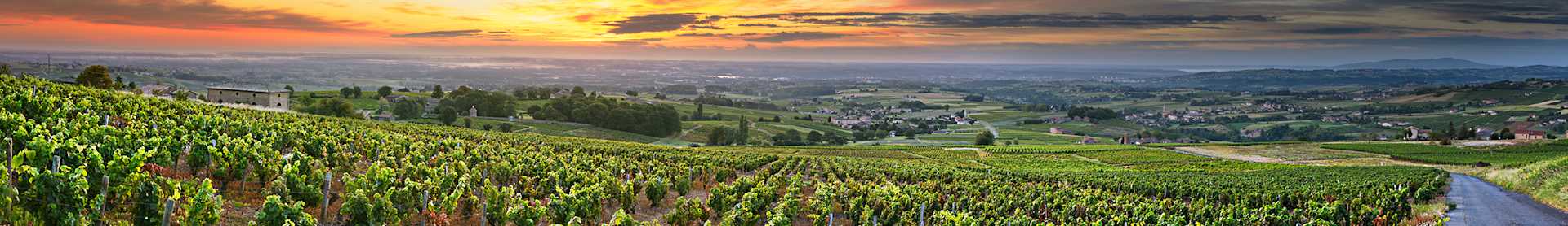 Image for Beaujolais Wine content section