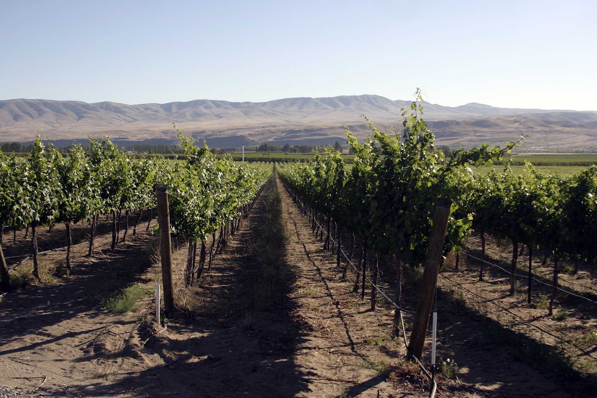 Image for Columbia Valley Wine Washington content section