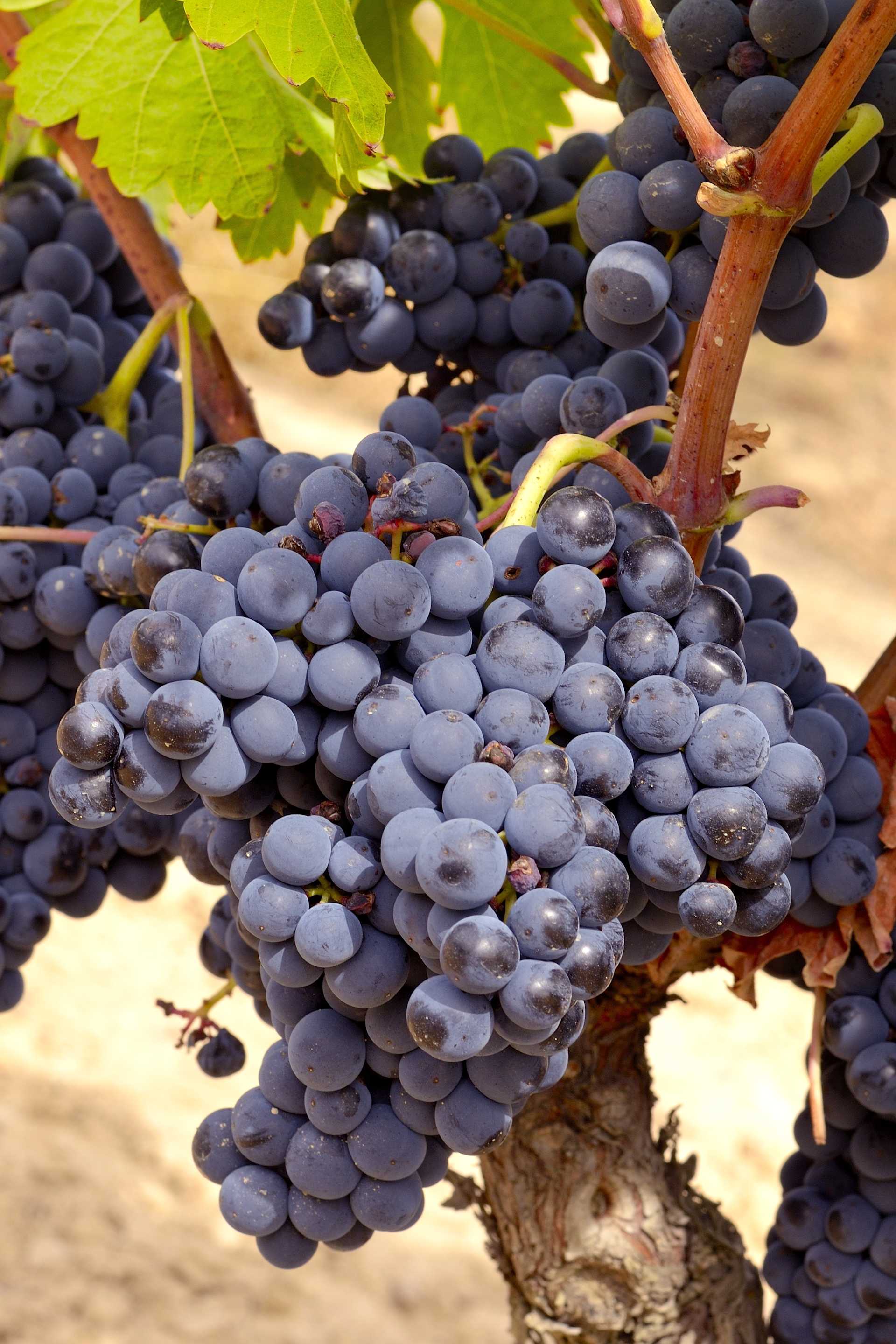 Image for Tempranillo Wine content section