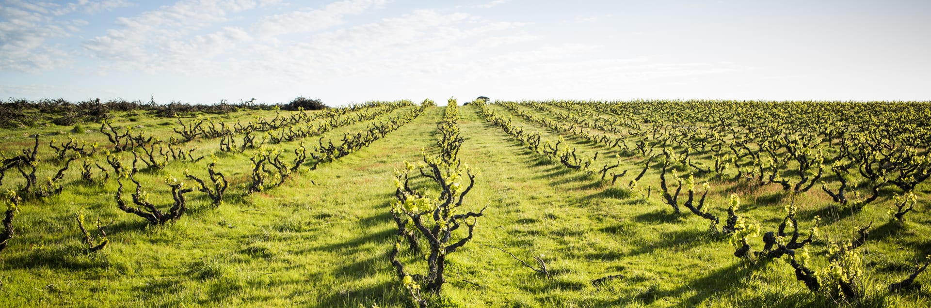 Yangarra Estate Vineyard