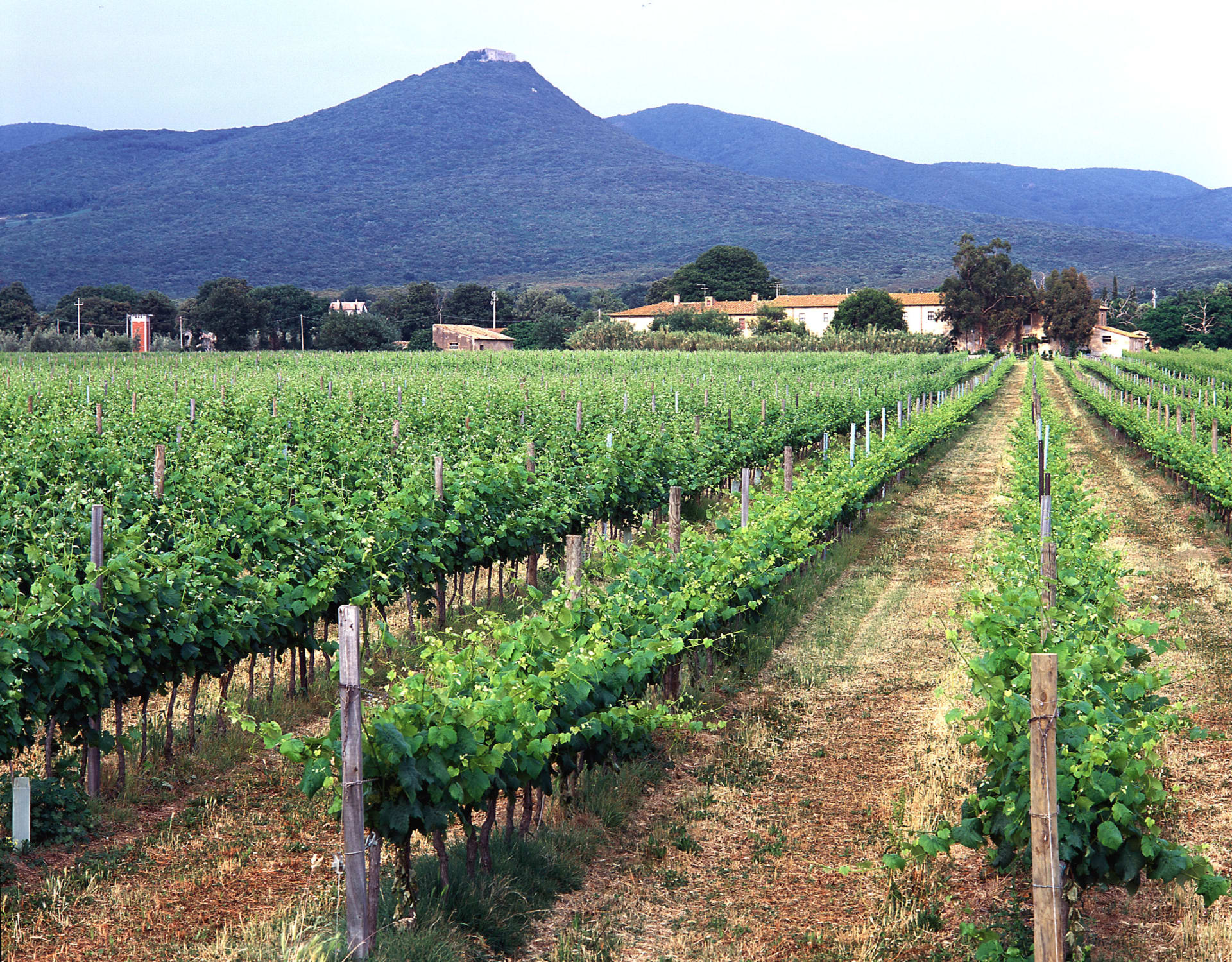 Tenuta Guado al Tasso