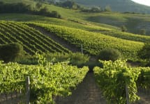 Palazzone Palazzone Vineyards Winery Image