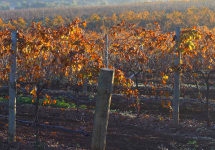 Kilikanoon  Golden Hillside Winery Image