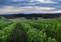 Dalrymple Vineyards Winery Image