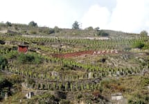 Ar. Pe. Pe. Ar. Pe. Pe. Vineyards Winery Image