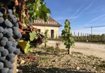 Chateau Lynch-Bages A Close Look at the Terroir and Vineyard Winery Image