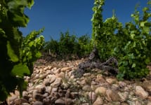 Andre Brunel Les Cailloux Vineyard Winery Image