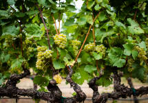 Brick & Mortar Vine in the Cougar Rock Vineyard Winery Image