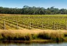 Yabby Lake Winery Image