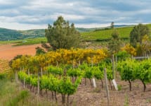 Ladera Sagrada Winery Image