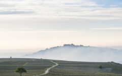 Domaine Fournier Domaine Fournier Vineyards in Sancerre Winery Image